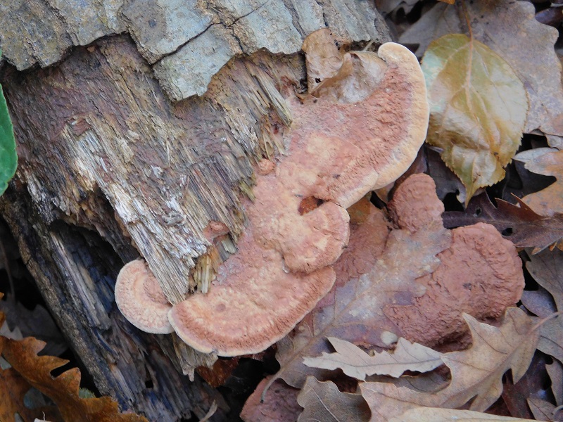 9Fotogr.il 18.12.2021 sotto Leccio